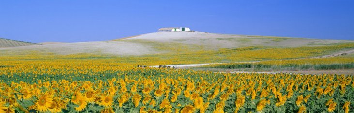 Spanje als bestemming zonnebloemen, zonnebloem